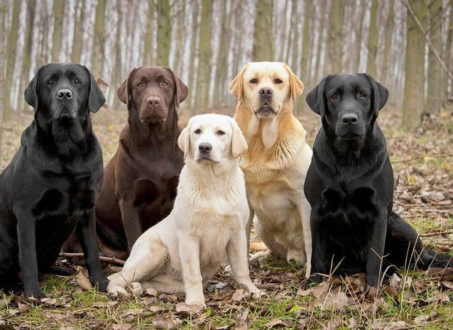 Tužna statistika: 10 rasa pasa koje se najčešće napuštaju!