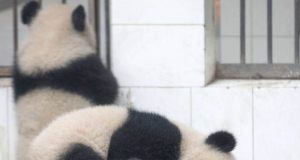 nespretni panda