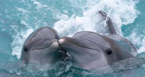 delfini i ljudi petface