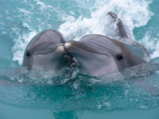 delfini i ljudi petface