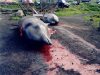 japanci-ubijaju-delfine-petface