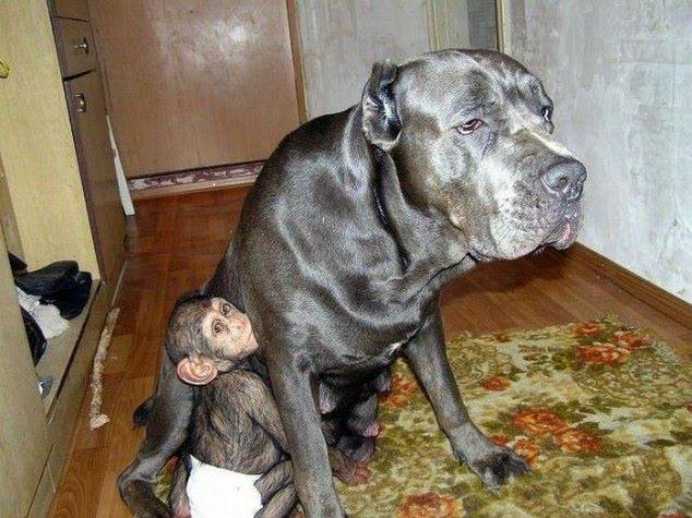pas i simpanza prijatelji