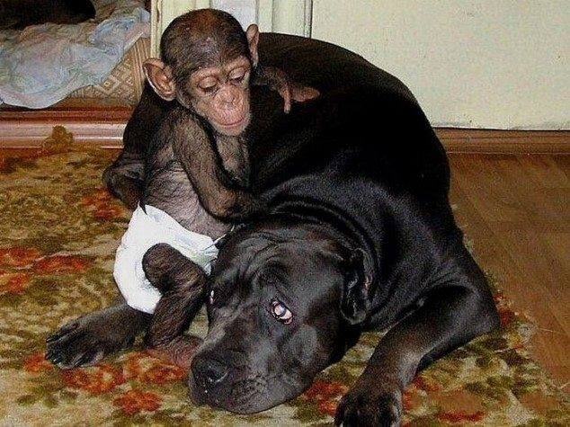 pas i simpanza prijatelji