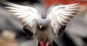 golubovi donose bogatstvo