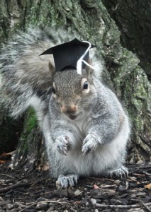 veverica na fakultetu
