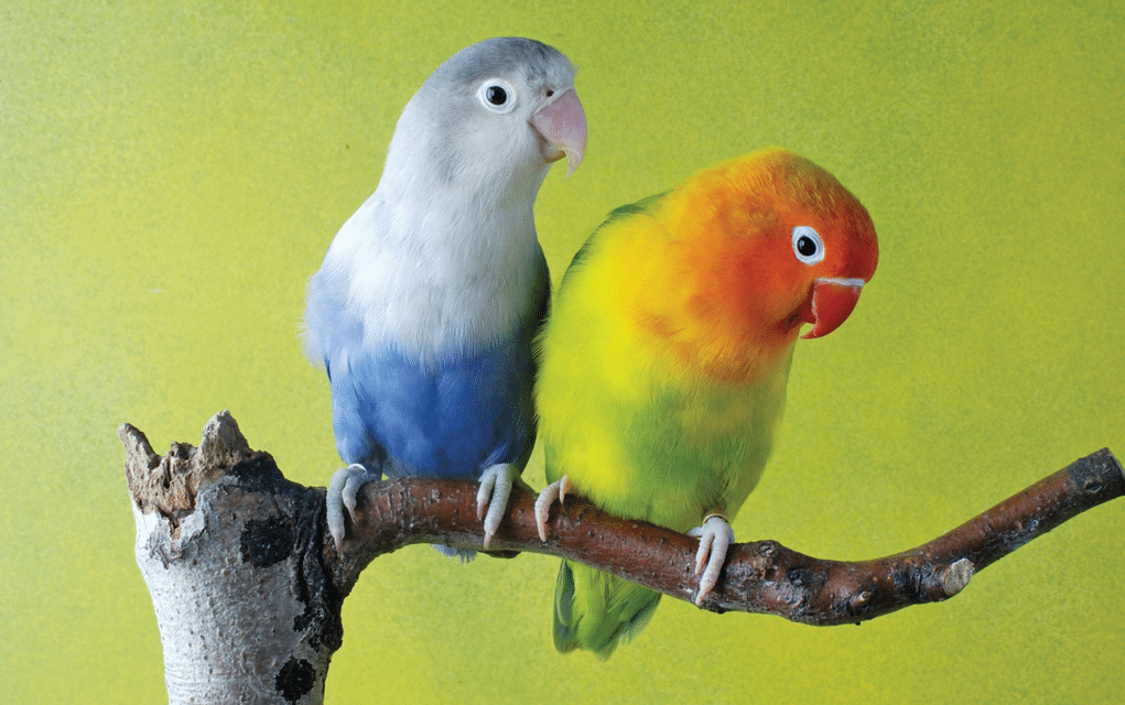 Ptice ljubavne Najlepše ljubavne