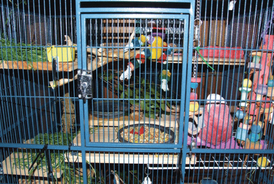 kavez za papagaje petface