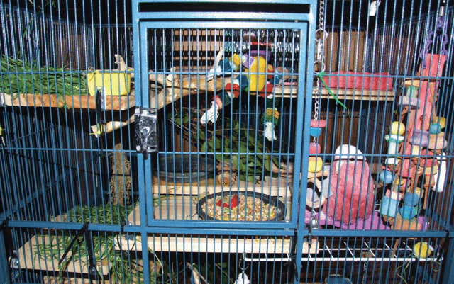 kavez za papagaje petface