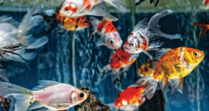 bolesti akvarijumskih ribica petface