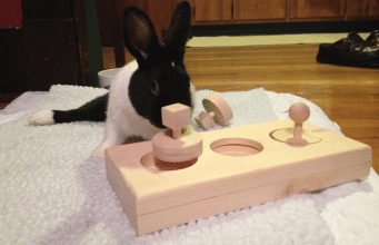 igračke kunić petface