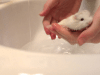 kupanje hrčka petface