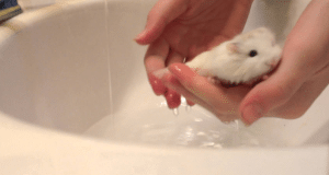 kupanje hrčka petface