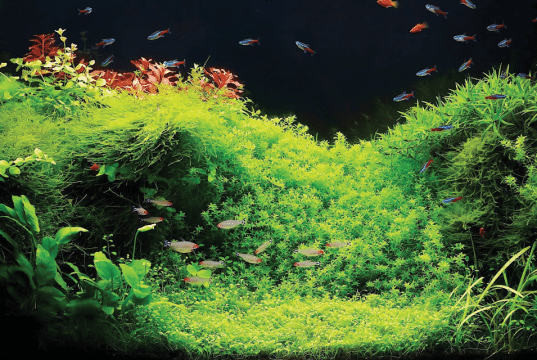 biljni akvarijum petface