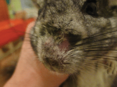 dermakomikoza petface