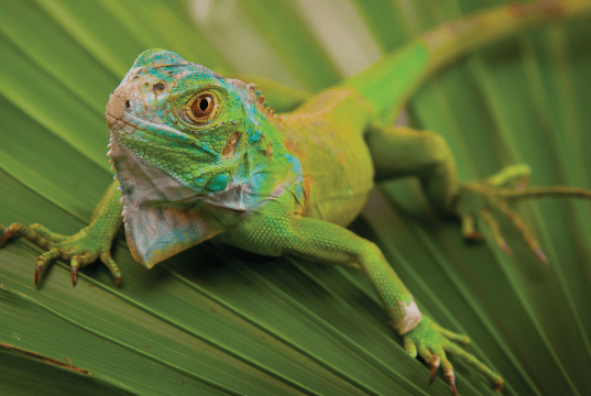 iguana petface