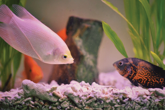 akvarijum i ribice petface