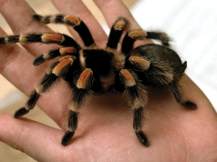 tarantula petface
