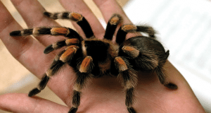 tarantula petface