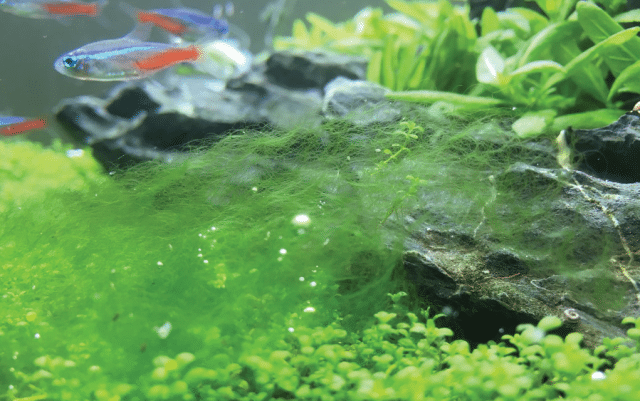 alge akvarijum petface