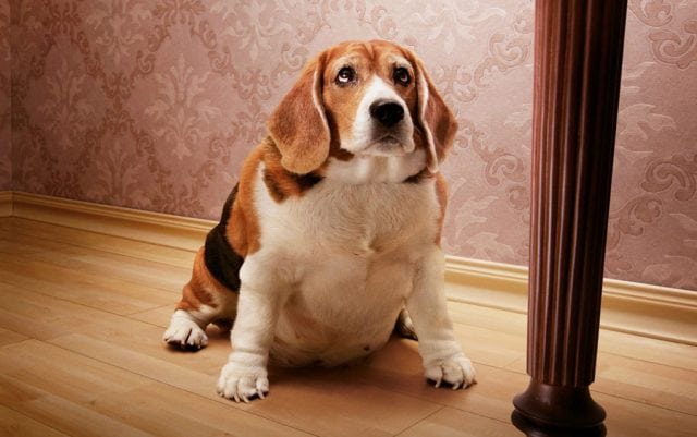 gojaznost debeli psi petface