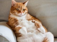 gojaznost mačke petface