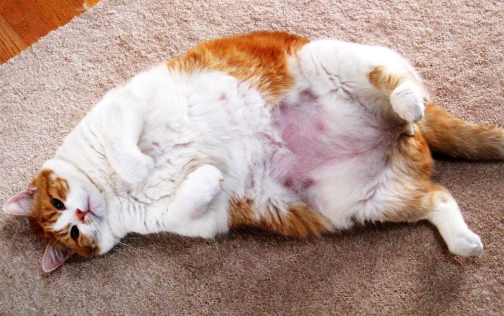 Кошка с ожирением фото. Кошка с лишним весом дышит. Кошку рвет после еды непереваренной