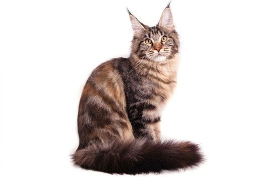 rase maine coon petface