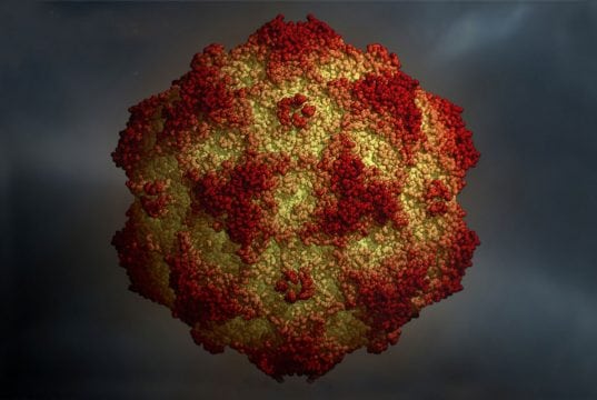 parvoviroza kod pasa petface