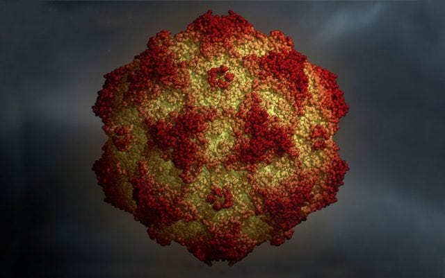 parvoviroza kod pasa petface