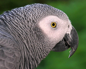 petopedija-africki-sivi-papagaj-1