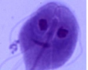 Izgled đardije pod mikroskopom