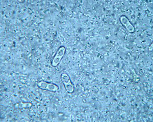 petopedija-paraziti-1