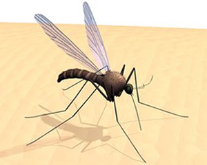 Ujed komarca može biti opasan