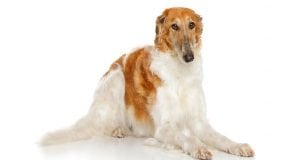 rase ruski hrt borzoi petface