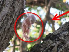 beba-veverice-zakacena-za-drvo-petface