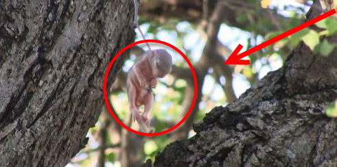 beba-veverice-zakacena-za-drvo-petface