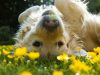 psi i polen petface