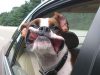 psi u automobilu petface