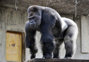 gorila maneken petface