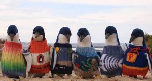pingvini u odeci, pingvini