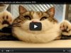 video snimci mačaka petface