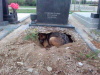 Pas leži u pukotini na grobu petface