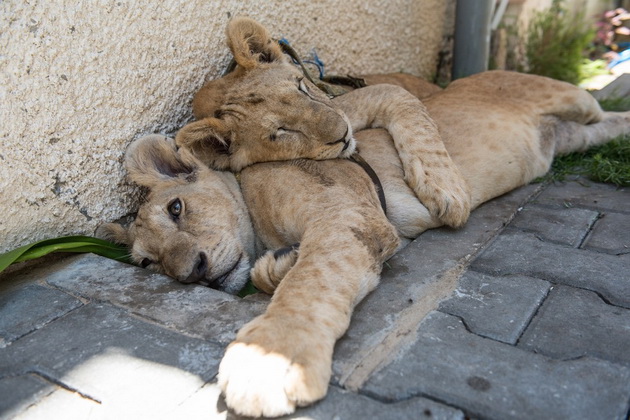 Fotografija dva zagrljena lava petface