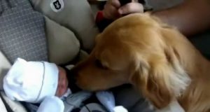 Prvi susret bebe i psa petface