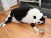 mačka teška neverovatnih 14.5 kilograma