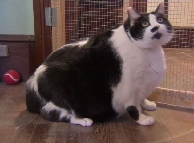 mačka teška neverovatnih 14.5 kilograma petface