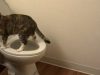 mačka koristi wc šolju petface