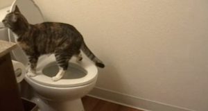 mačka koristi wc šolju petface