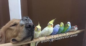 Pas, osam papagaja i hrčak petface