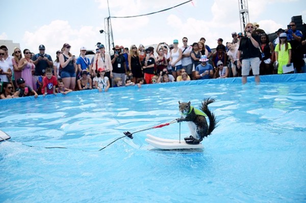 veverica šampion u skijanju na vodi petface